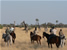 Horse riding in Okavango Delta -Botswana